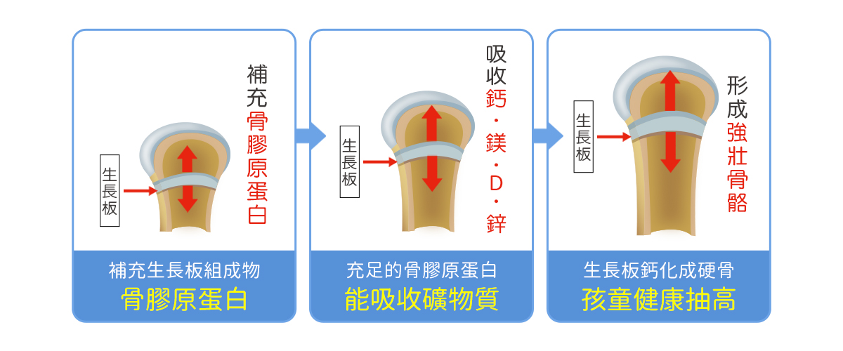 什麼是骨膠原蛋白？