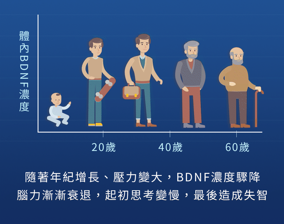 bdnf特殊蛋白質，可以連結腦神經元，增強記憶、專注、維持思緒活躍