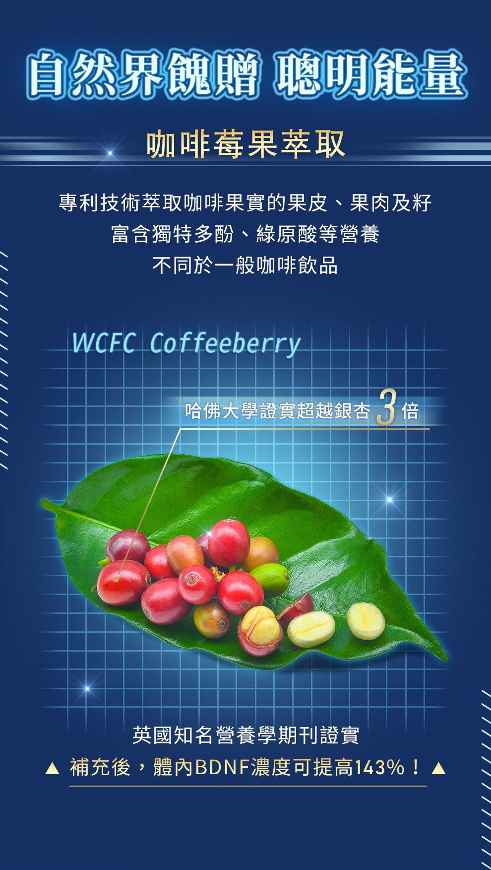 咖啡梅果萃取(wcfc coffeeberry)，含多酚、綠原酸刺激腦部活躍，提升精氣神