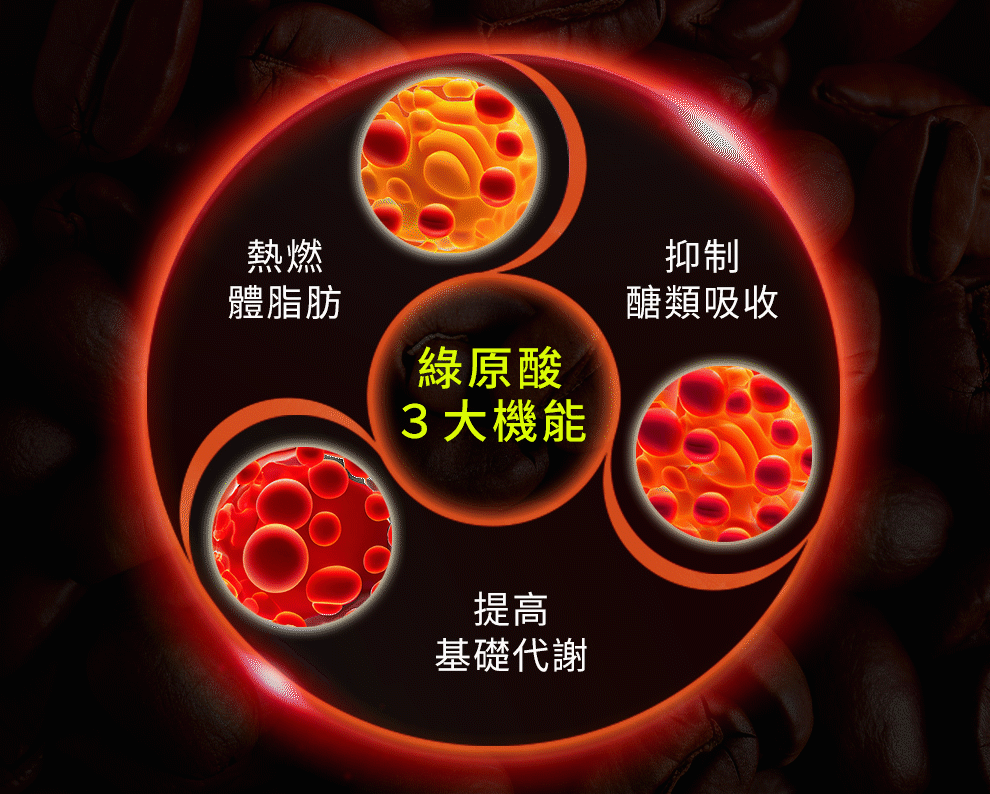 燃燒體脂肪、提高基礎代謝、雕塑美型