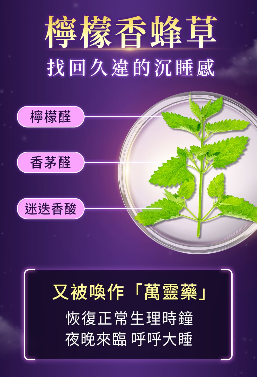 檸檬香蜂草又被稱做萬靈藥,可調節正確生理時鐘