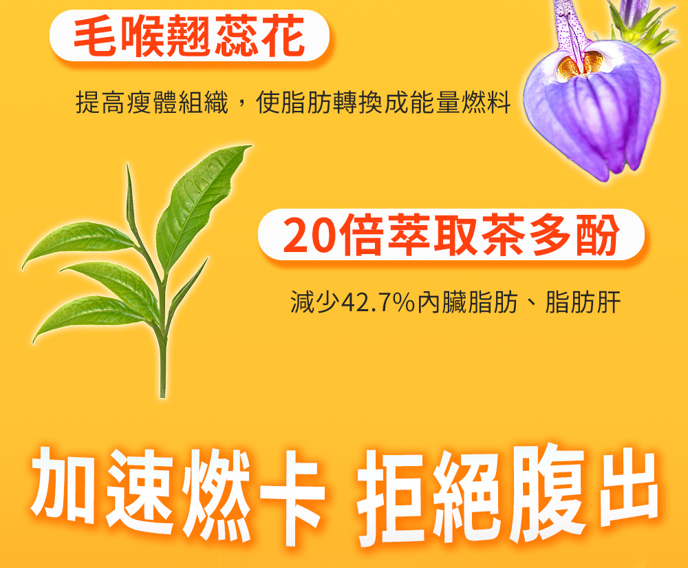 毛喉翹蕊花、茶多酚可以加速燃卡、減少肥胖